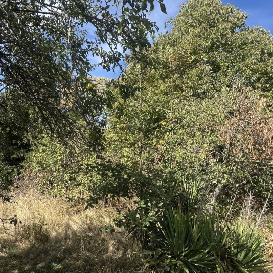  OVALIE IMMOBILIER : Ground | MONTGAILLARD (09330) | 0 m2 | 116 000 &euro; 